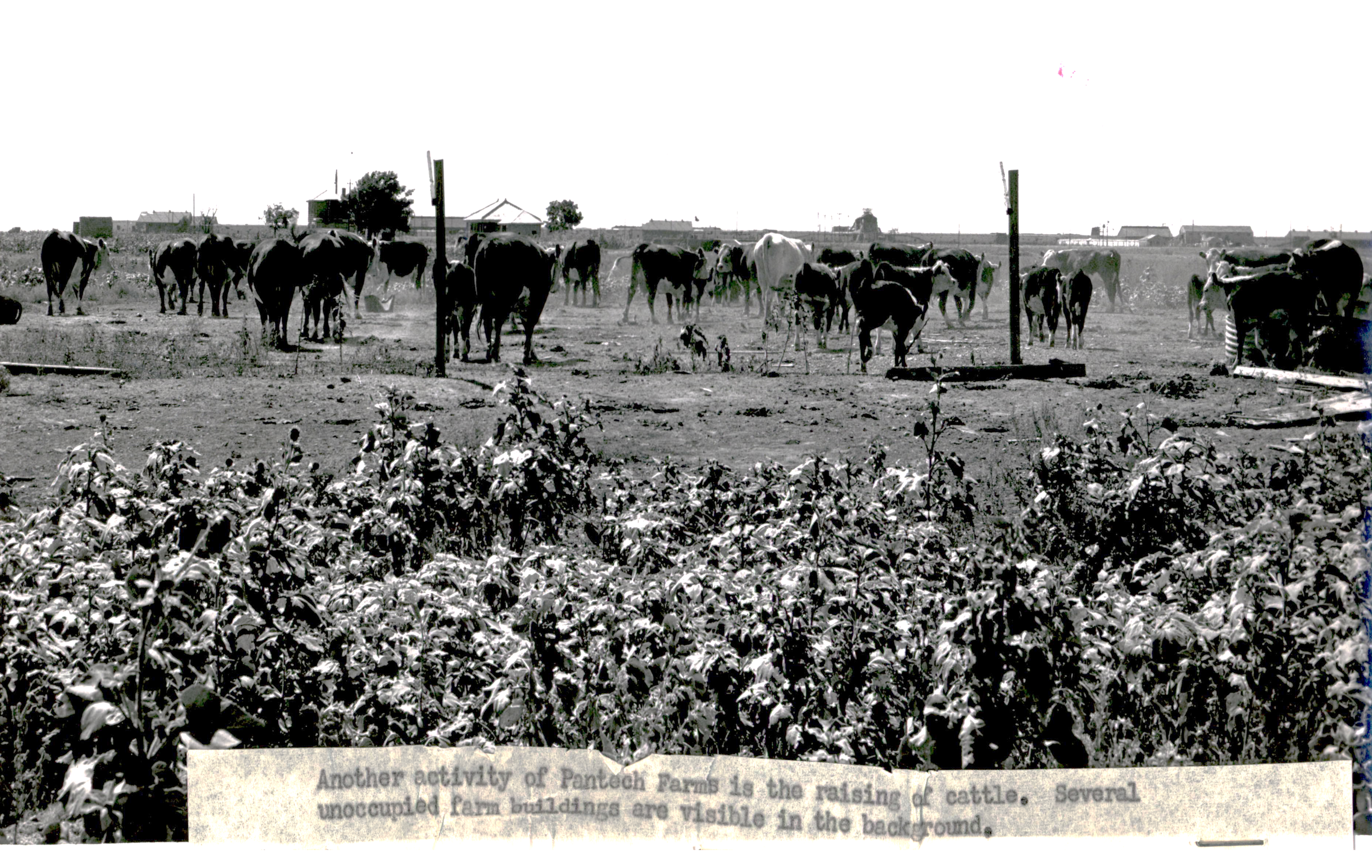 Earliest photo of cows grazing on the Texas Technological College Research Farm on Pantex site. Photo Courtesy: Katie Paul, Pantex historian.