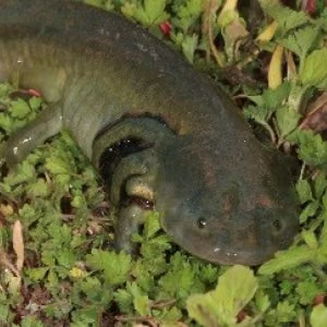 Adult “neotenic” salamander found at Pantex