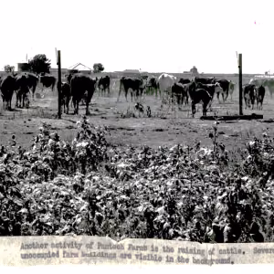 Earliest photo of cows grazing on the Texas Technological College Research Farm on Pantex site. Photo Courtesy: Katie Paul, Pantex historian.