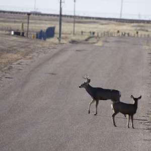 A pair of mule deer cross a Pantex road that divides grazing areas.